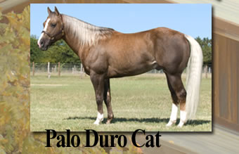 Palo Duro Cat